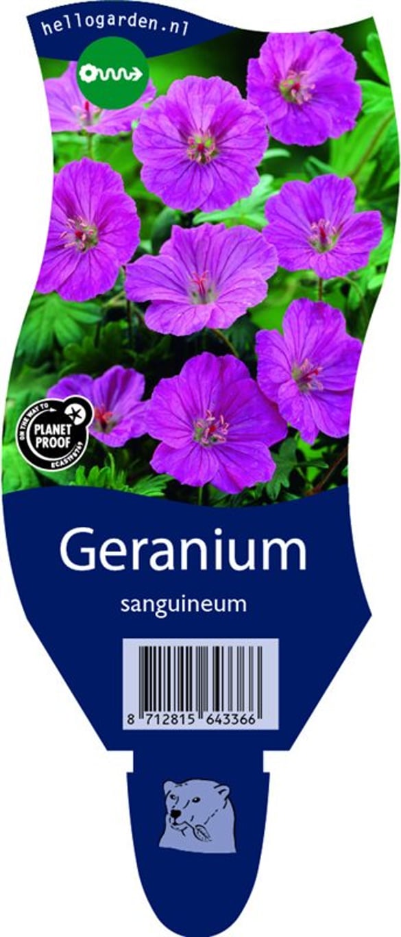 Geranium sanguineum - P11